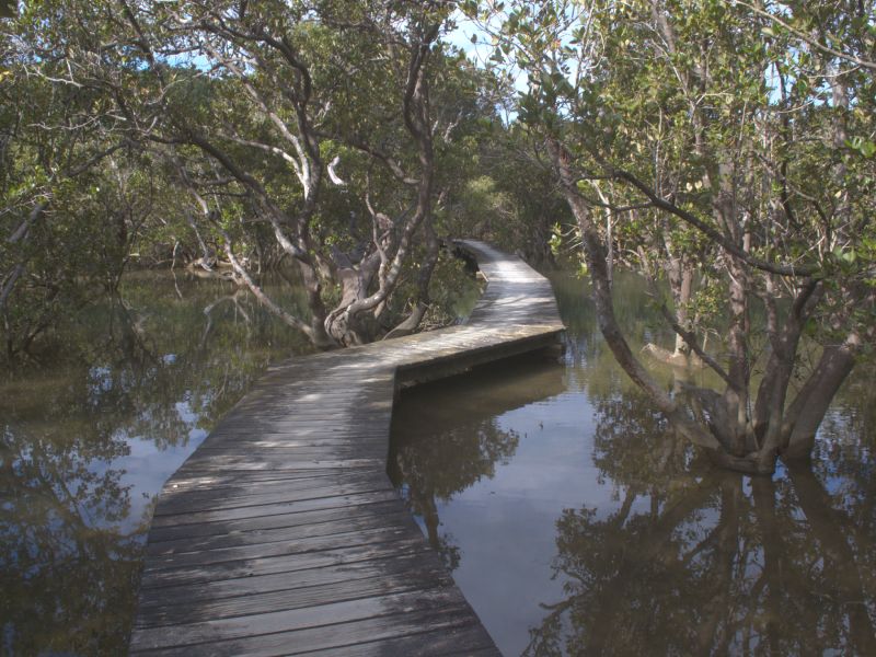 Mangrove walkway