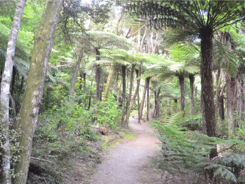 Bush walk